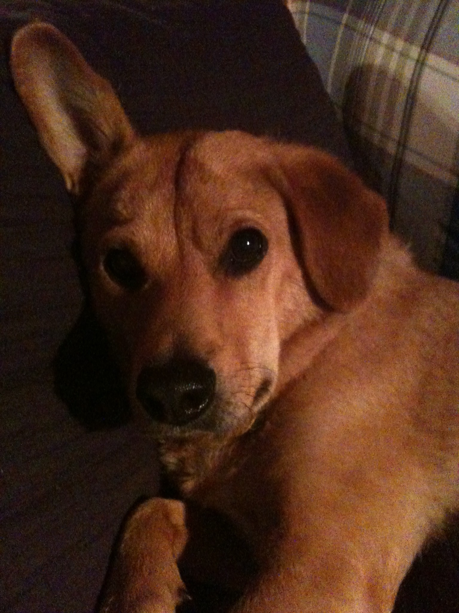Charlie and Justice for Animals