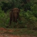 Unchained: What Elephants Recovering in a Brazil Sanctuary Teach Us about Resilience