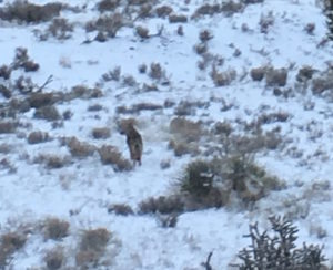 Coyotes in Snow and Hope in a Changing Spring